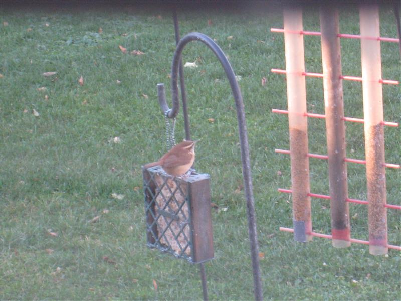  WREN, Carolina 